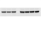 Great Antibody for PKM1/2 from CST