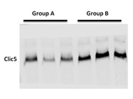 Anti-Rabbit-Chloride Intracellular Channel 5