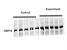 Santa Cruz GRP78-Anti-Mouse Monoclonal Antibody Good for WB