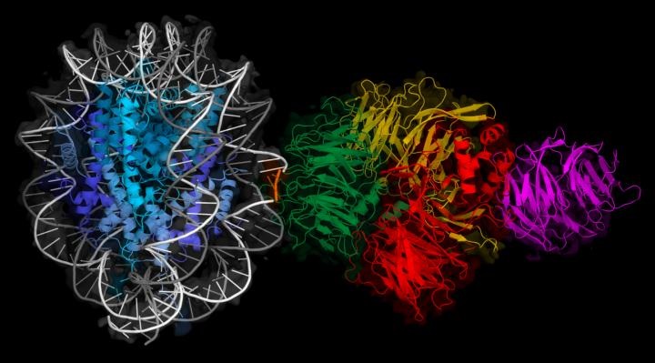DNA repair