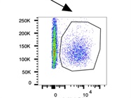 Works Well for CD69 Expression Profile (BioLegend)