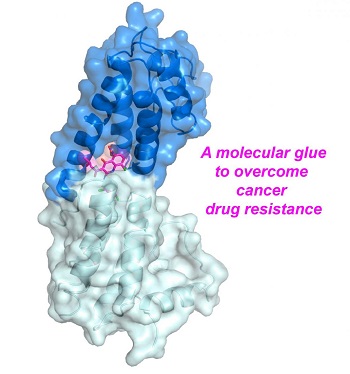 Small Molecule Drug