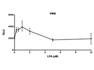 ATP Levels in Primary Murine Microglia Cells