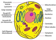 Novel Technology Transforms Cell Fractionation