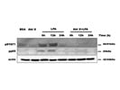 A Selective AKT/PKB Inhibitor (Tocris)
