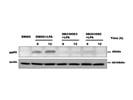 A Selective and Potent p38 MAPK Inhibitor (Tocris)