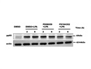 Investigating the Role of ERK Pathway in Microglia (Tocris)