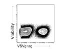 Great Antibody to VSV-G Tag from Thermo Fisher