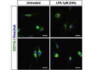 Staining Microglia Cells In Vitro (Novus)