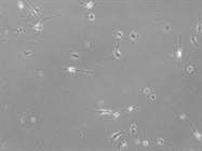 In Vitro Bioactivity in Cell Culture