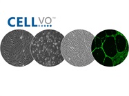 Summer Offer on High Quality CELLvo™ Cells