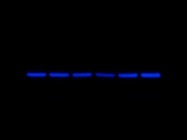 GAPDH Antibody from Sigma Is Very Good