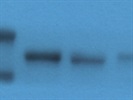 Karyopherin Alpha2 Antibody from Santa Cruz Is Good