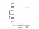 LPS Induces IL-6 Production in Mouse Microglia Cells