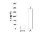 LPS Induces IL-6 Production in Mouse Microglia Cells