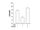 AICAR Inhibits LPS-Mediated Energy Depletion