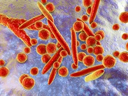 Mycoplasma: The Stealthy Lab Invader