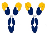 Selecting the Right Antibody for Flow Cytometry