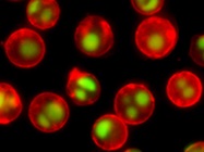 NucView® real-time apoptosis detection in live cells