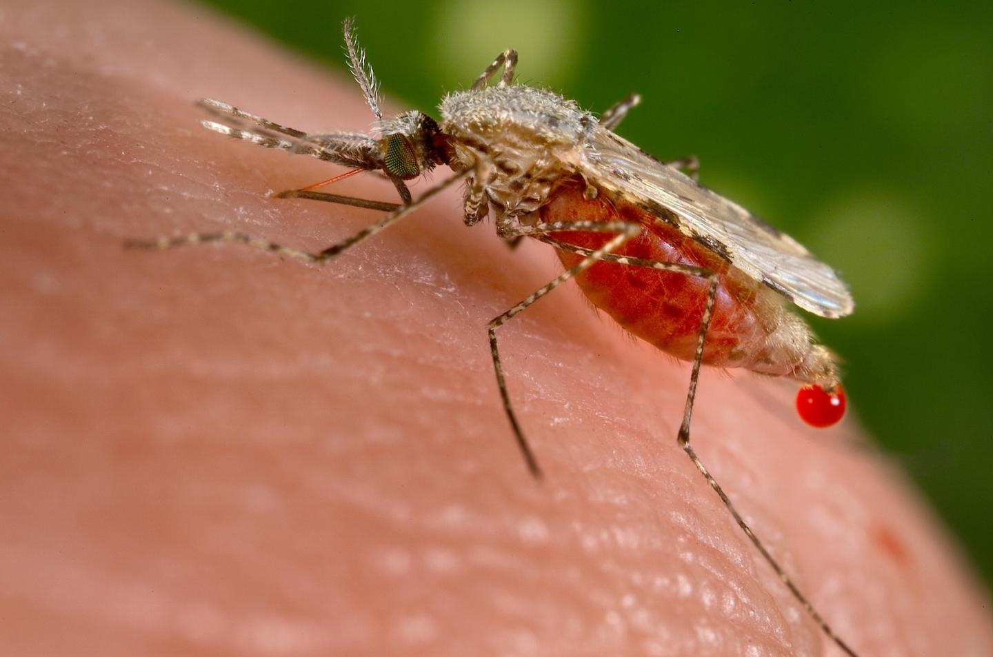 anopheles mosquito
