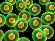 Media Considerations for T Cell Culture