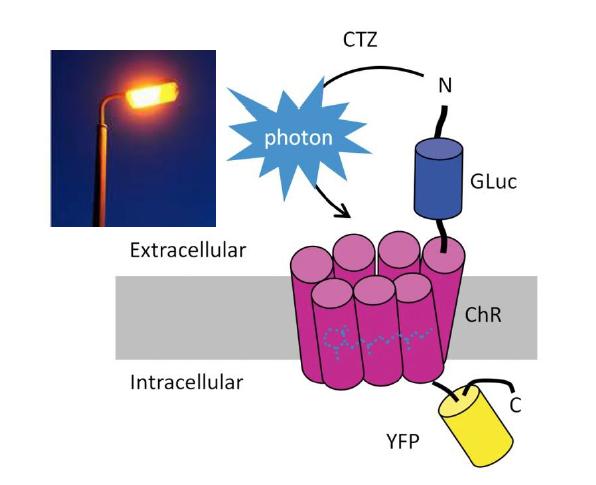 optochemogenetics