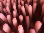 miRNAs Show Promise as Cancer Therapeutics