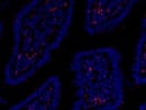 Good CD31 for Immunofluorescence (Abcam)