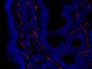 Great CD31 Antibody for Immunofluorescence (Thermo)