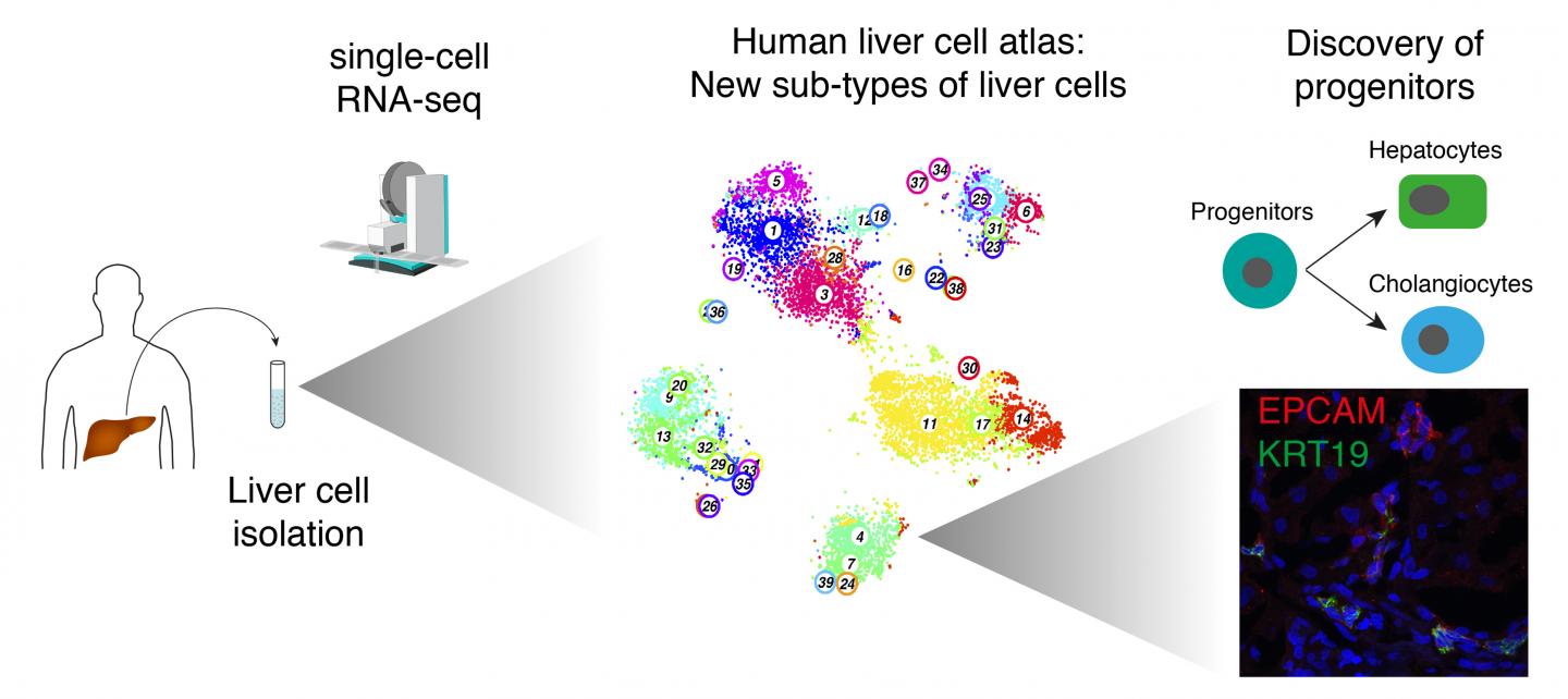 Single Cell RNA Sequencing