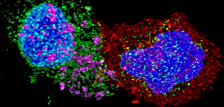 Reprogramming CD8 Cells to Control HIV | Biocompare: The Buyer's Guide ...