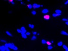 Good SOX2 Antibody for Glial Cells from R&D