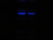 Very Good NUSAP1 Antibody from Proteintech