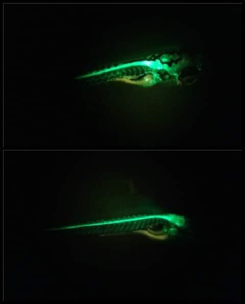 zebrafish