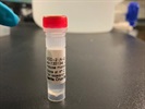 Time Course Effect of Chemoattractant on Sod-2 Expression