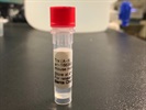 Time Course Effect of Chemoattractant on Trx Expression