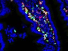 R&D Integrin Alpha E Antibody for Immunofluorescence
