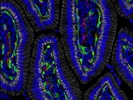 Abcam Caveolin-1 Antibody for Immunofluorescence