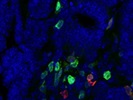R&D PD1 Antibody for Immunofluorescence