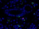 R&D Eomes Antibody for Immunofluorescence