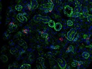 BioLegend K5 Antibody for Immunofluorescence