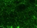 Great Astrocyte Marker for Feline Optic Nerve from Novus