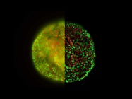 Enhance 3D Specimen Imaging with Computational Clearing
