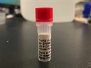 Time Course Effect of Chemoattractant on TrxR2 Expression