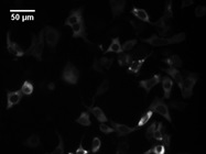 Lipofectamine 2000 Is Useful for Transfecting DNA Plasmid into HEK293 Cells