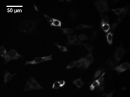 Lipofectamine 3000 Transfects DNA Plasmid into HEK293 Cells