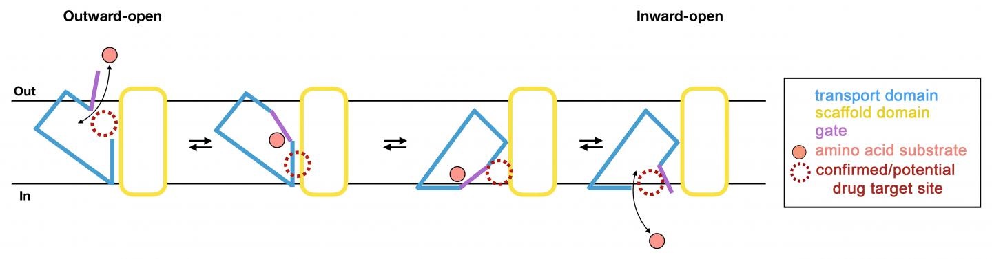 glutamine transport