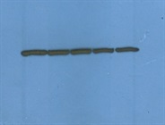 Very Good Anti-ß-Actin Monoclonal Antibody for Western Blotting