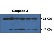 Good Antibody to Detect both Pro and Activated Caspase-3 Protein (Sigma)