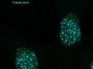 Excellent Novus TGN38 Antibody